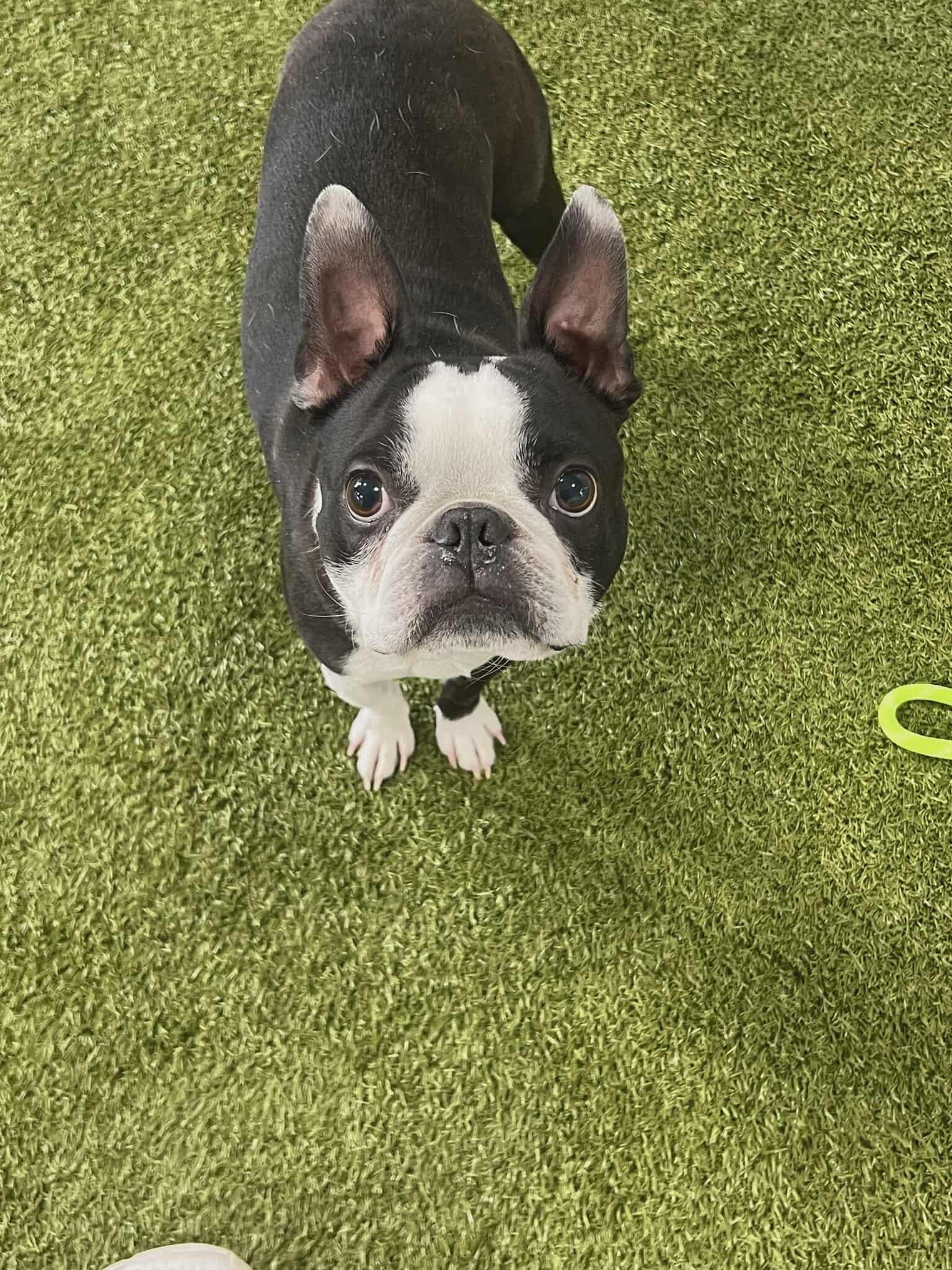 Rocky, a Adoptable Boston Terrier in Waterloo, IA image 2/2