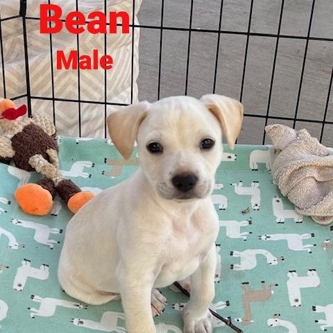 Bean, Adoptable, Puppy Male Chihuahua.