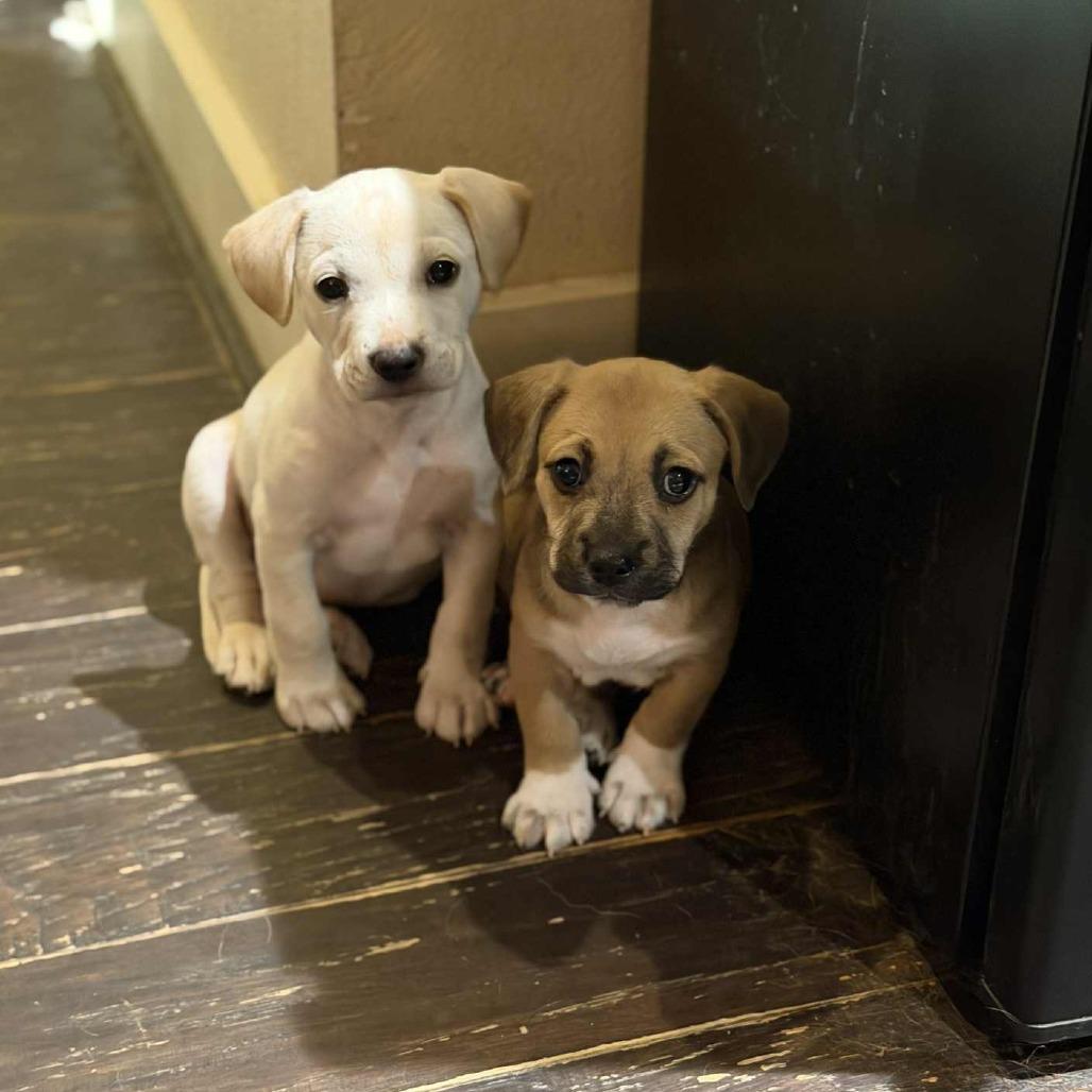 Bean, a Adoptable Chihuahua in Katy, TX image 2/4