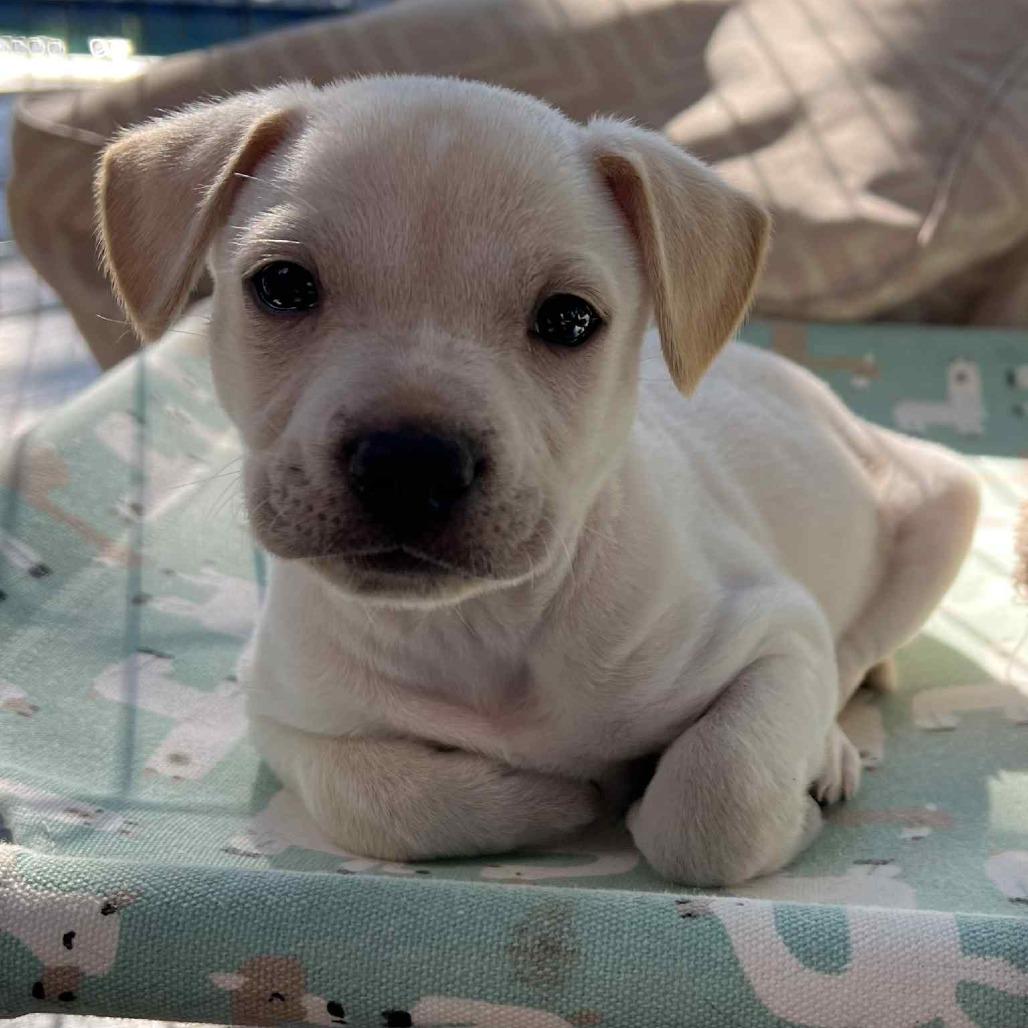 Bean, a Adoptable Chihuahua in Katy, TX image 3/4