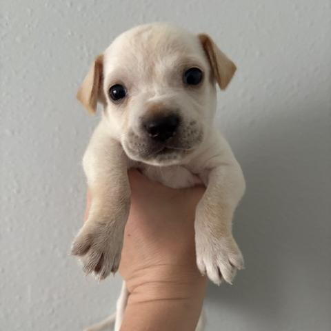 Bean, a Adoptable Chihuahua in Katy, TX image 4/4