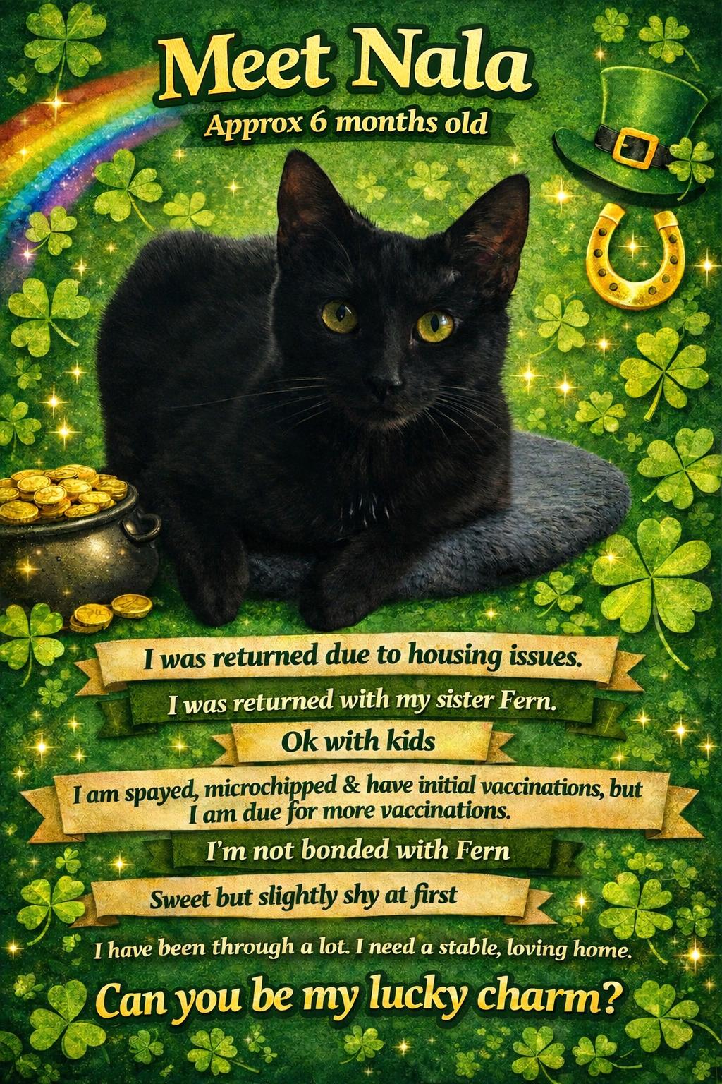 Nala (Located at PetSmart Mae Anne Northwest Reno), ADOPTABLE, Young Female Domestic Short Hair.