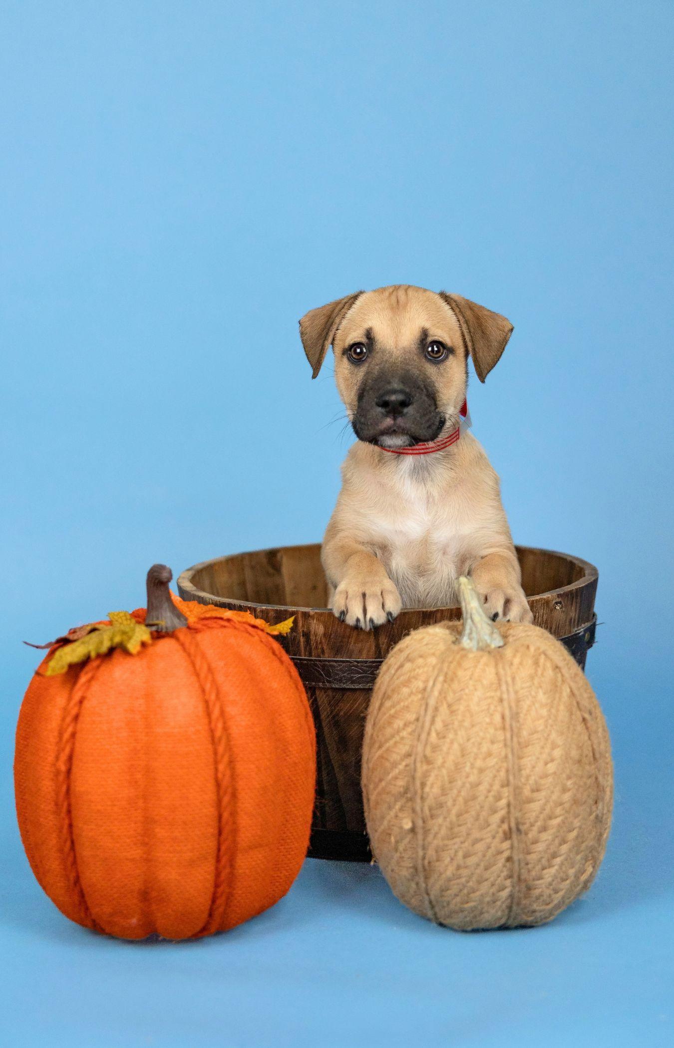 Enlarge 830-26, a Adoptable mixed breed in Brighton, CO image 1/1