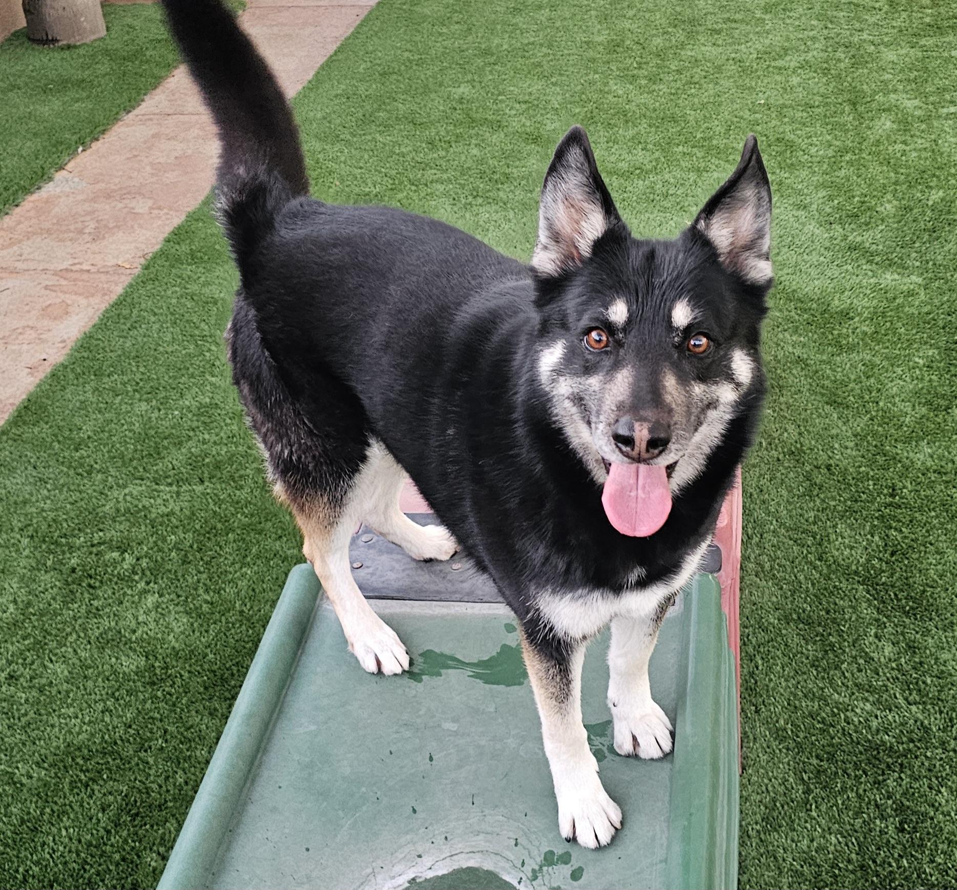 Thelma, Adoptable, Adult Female German Shepherd Dog.