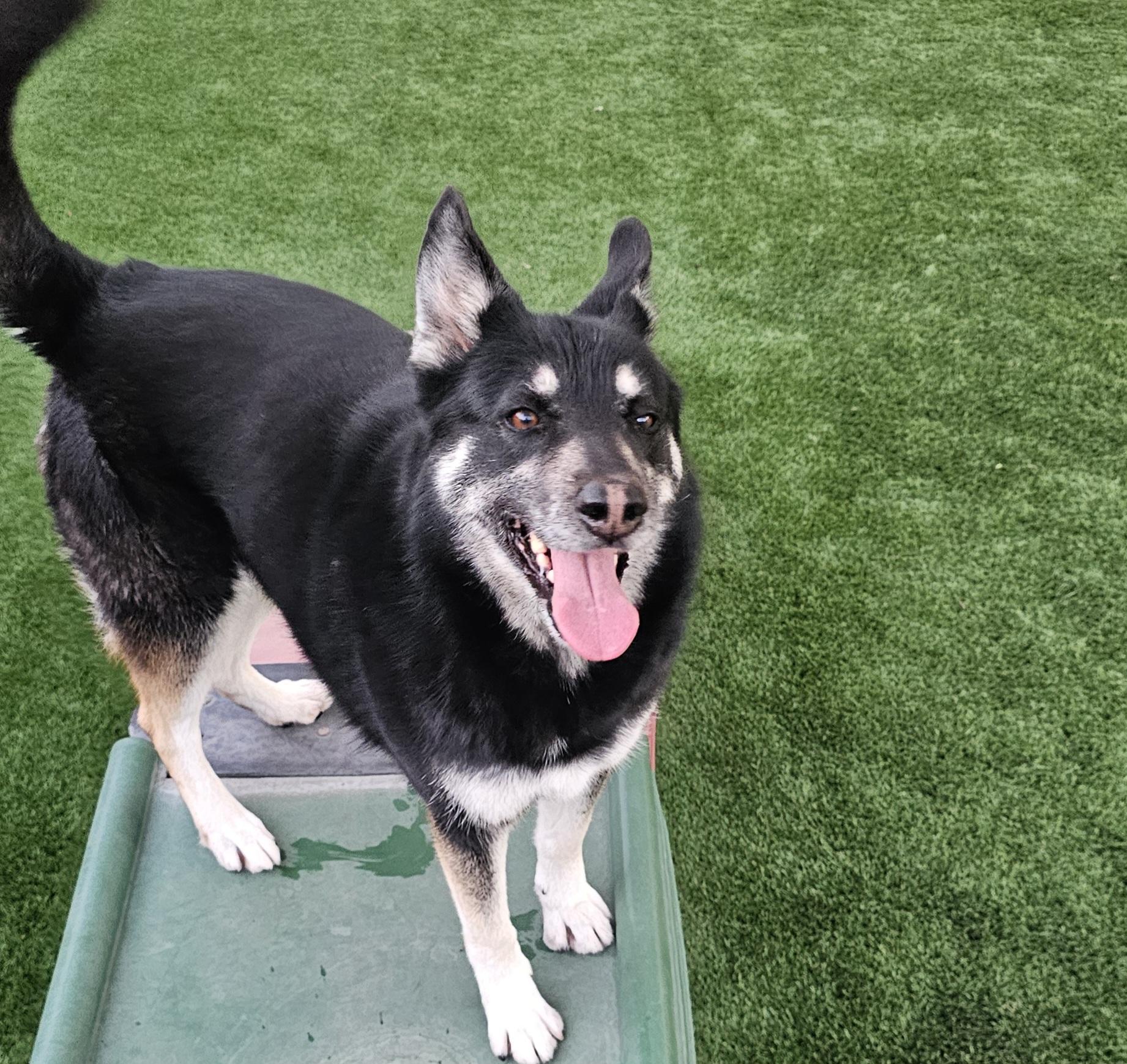 Thelma, a Adoptable mixed breed in Brea, CA image 2/4