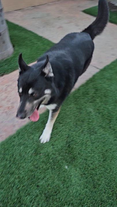 Enlarge Thelma, a Adoptable mixed breed in Brea, CA video 3/4