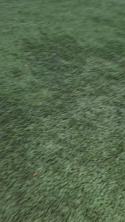 Enlarge Thelma, a Adoptable mixed breed in Brea, CA video 4/4