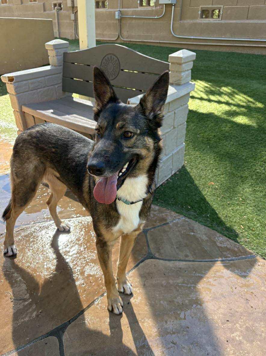 Phoebe, Adoptable, Young Female German Shepherd Dog.