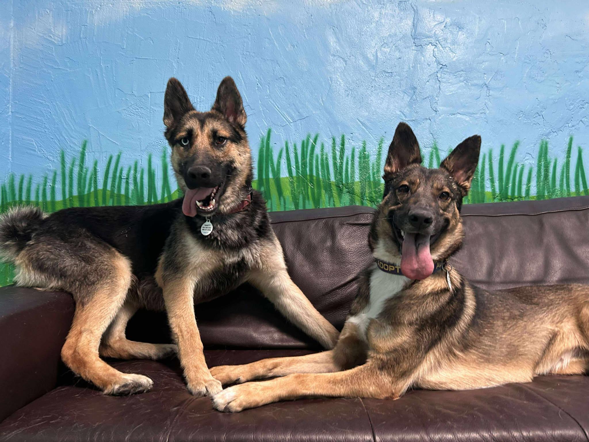 Enlarge Phoebe, an adopted mixed breed in Phoenix, AZ image 5/6