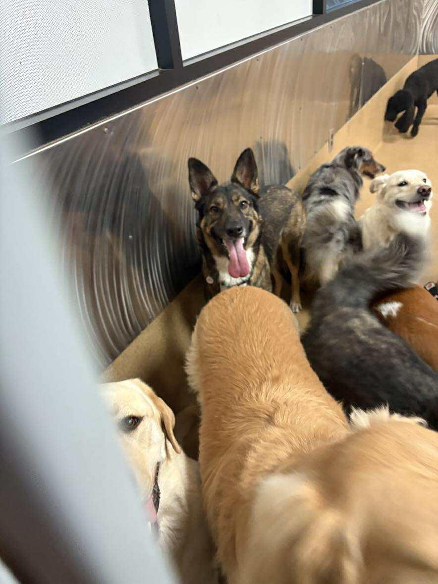 Enlarge Phoebe, an adopted mixed breed in Phoenix, AZ image 2/6