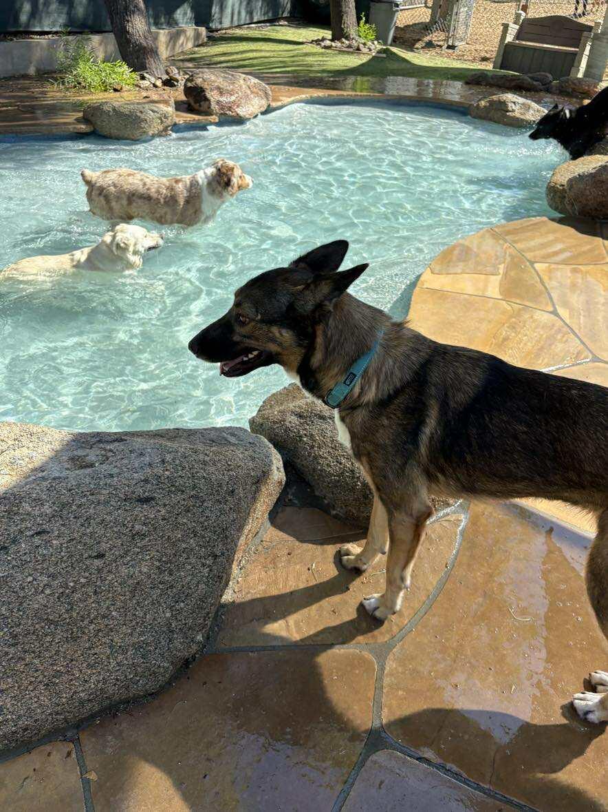 Enlarge Phoebe, an adopted mixed breed in Phoenix, AZ image 3/6