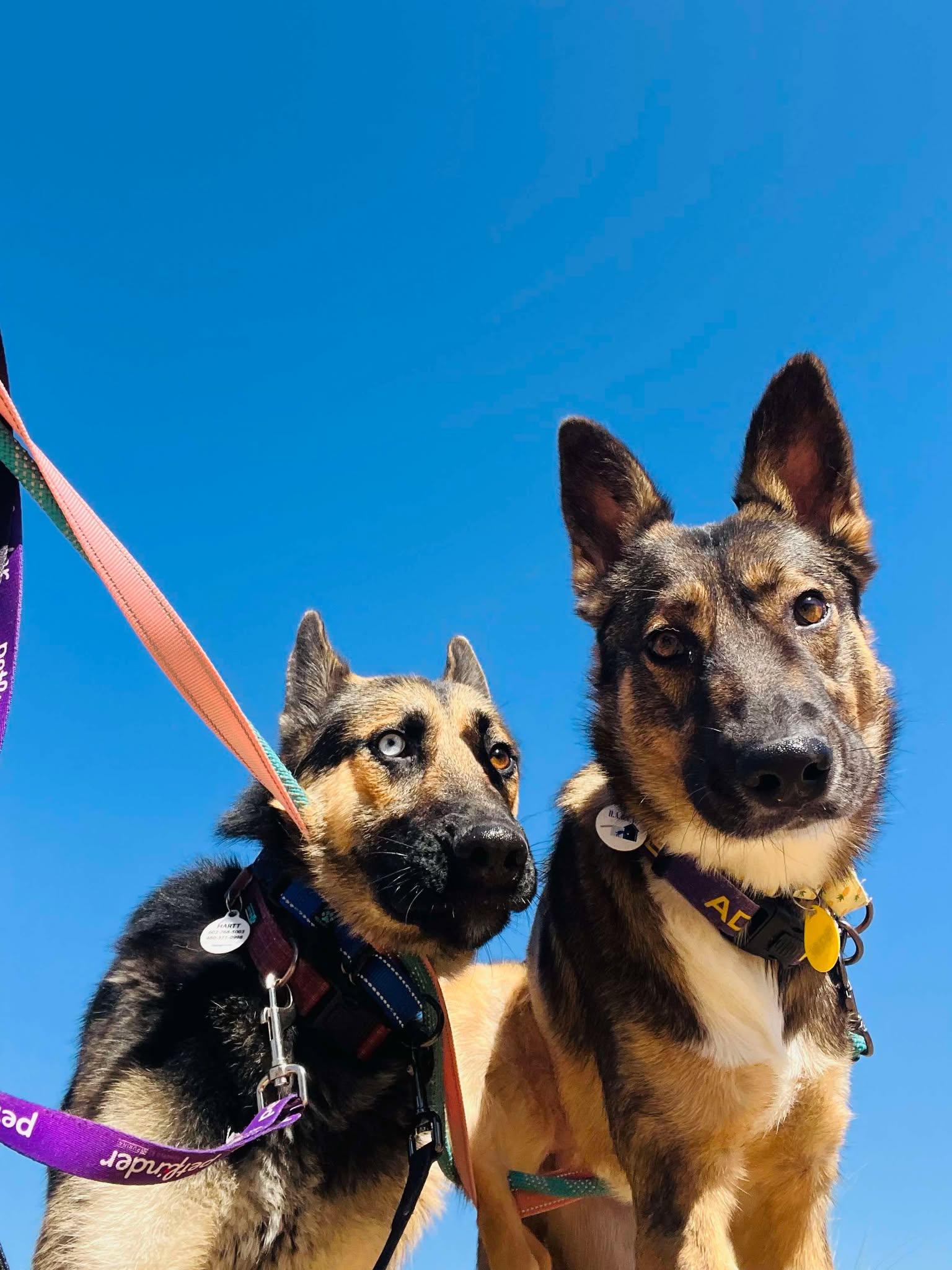 Enlarge Phoebe, an adopted mixed breed in Phoenix, AZ image 4/6