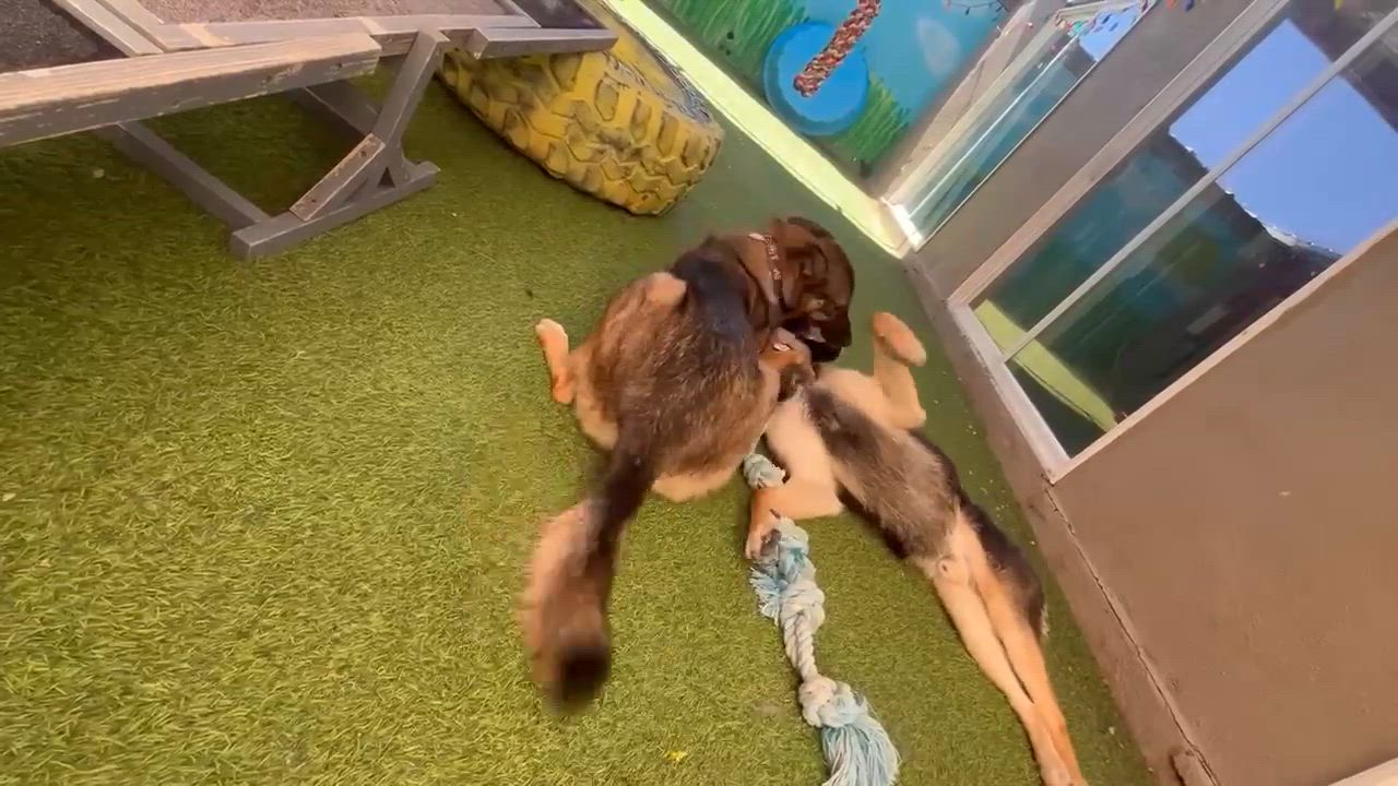 Enlarge Phoebe, an adopted mixed breed in Phoenix, AZ video 6/6