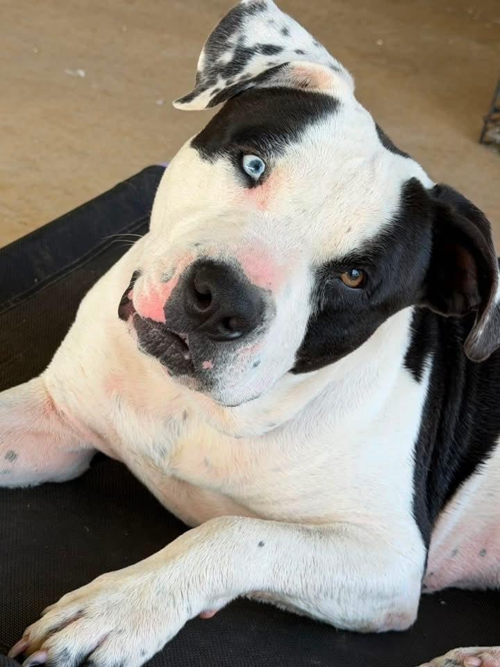 Poe, Adoptable, Young Male American Bully.