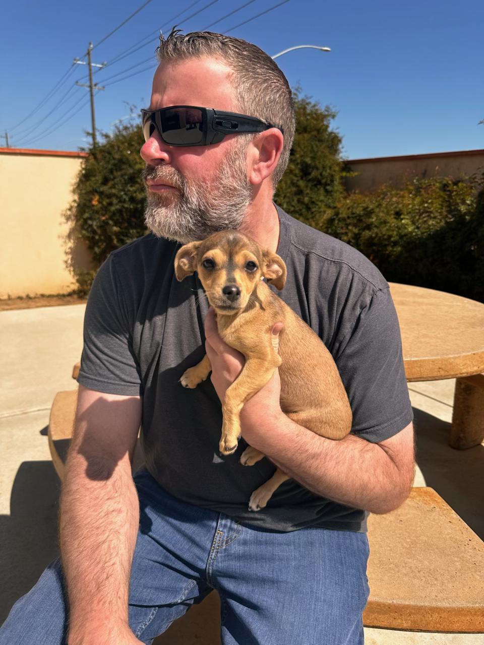 Jackie, adopted, Puppy Female Chihuahua.