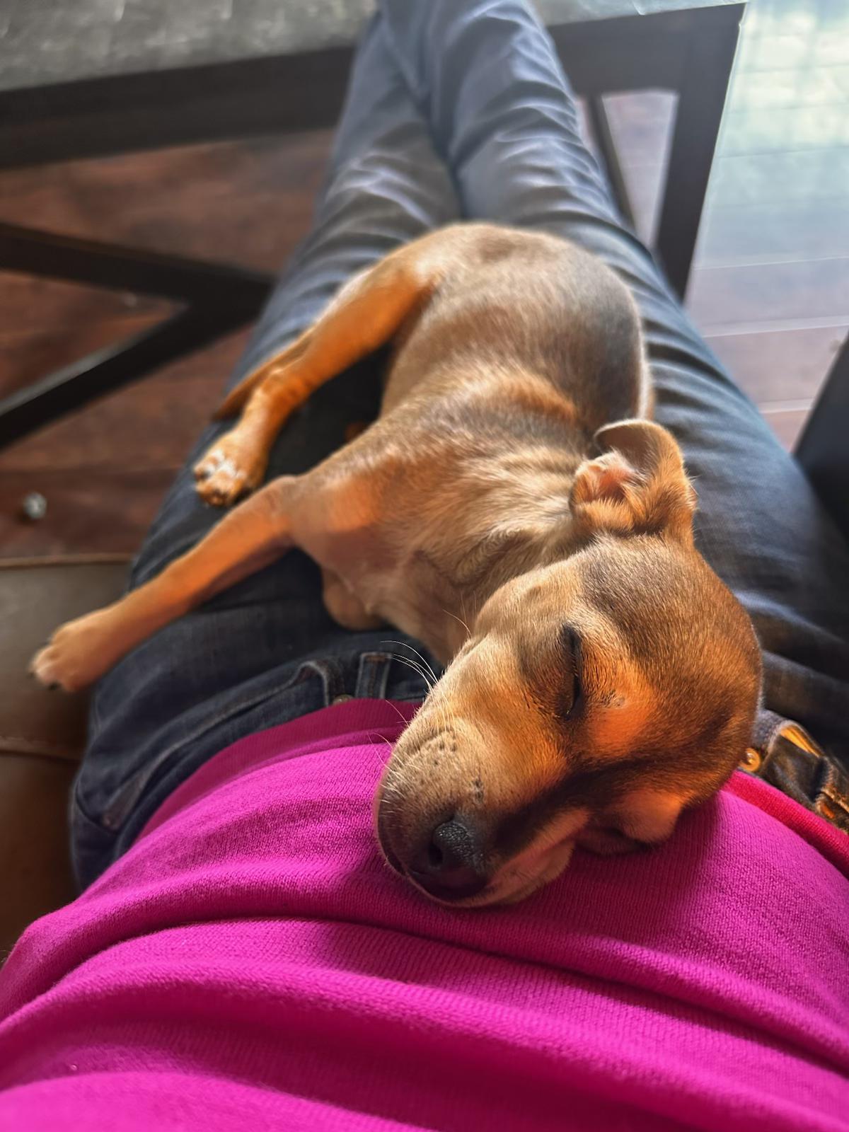 Enlarge Jackie, an adopted mixed breed in Santa Maria, CA image 5/6