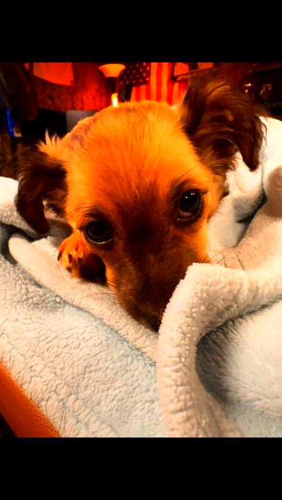 Enlarge Jackie, an adopted mixed breed in Santa Maria, CA video 6/6
