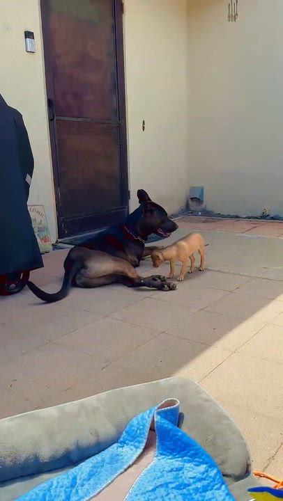 Enlarge Jackie, an adopted mixed breed in Santa Maria, CA video 3/6