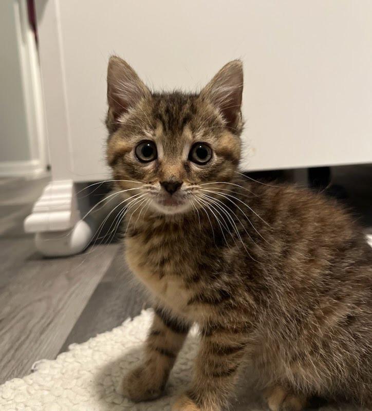 Tiger Lilly, Adopted, Young Female Domestic Short Hair.