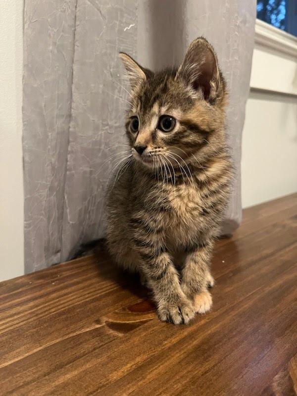 Enlarge Tiger Lilly, a Adopted mixed breed in Parkville, MD image 2/4