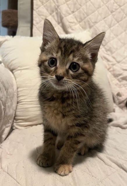 Enlarge Tiger Lilly, a Adopted mixed breed in Parkville, MD image 3/4