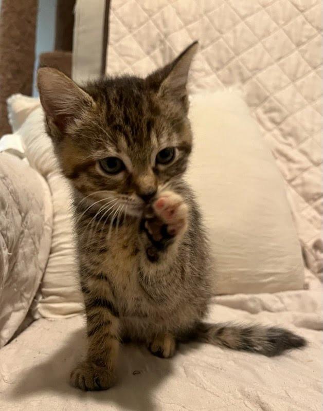 Enlarge Tiger Lilly, a Adopted mixed breed in Parkville, MD image 4/4