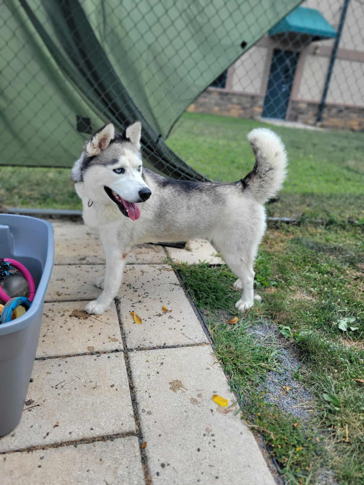 Enlarge Ivy, a Adoptable mixed breed in Chambersburg, PA image 1/3
