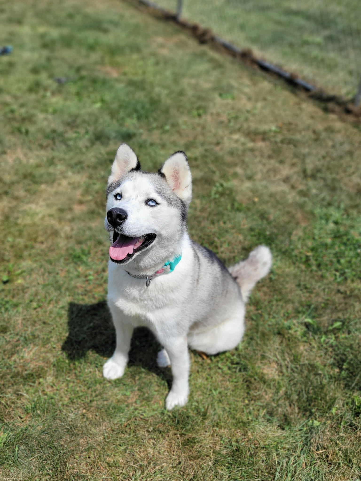 Enlarge Ivy, a Adoptable mixed breed in Chambersburg, PA image 2/3