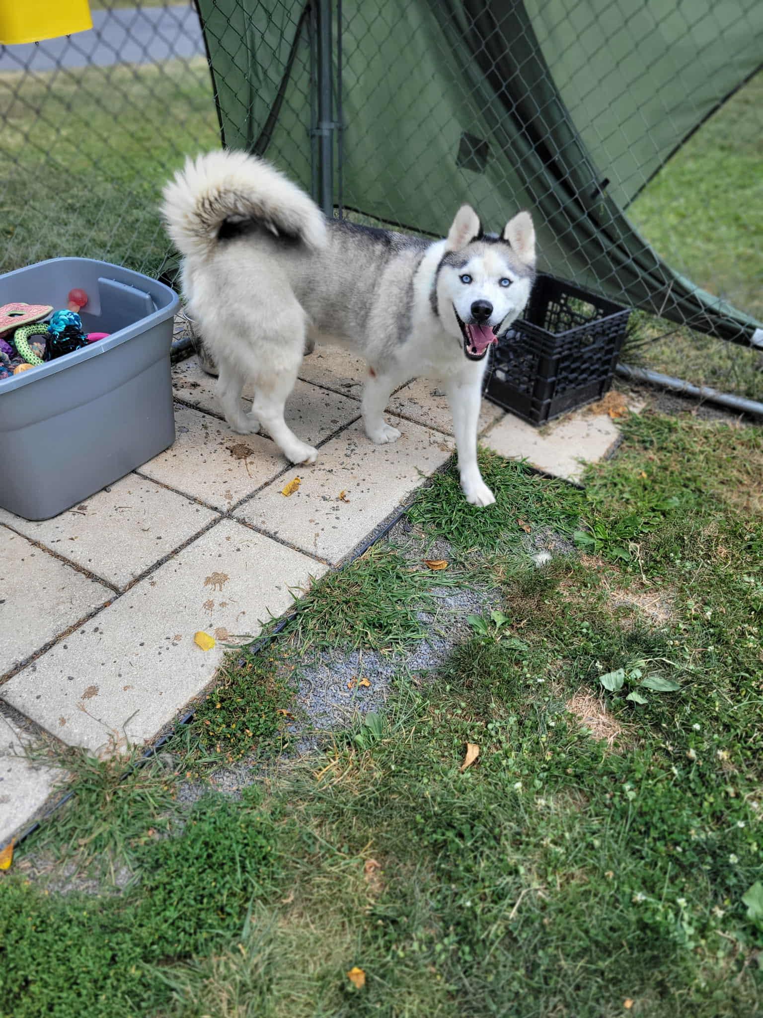 Enlarge Ivy, a Adoptable mixed breed in Chambersburg, PA image 3/3