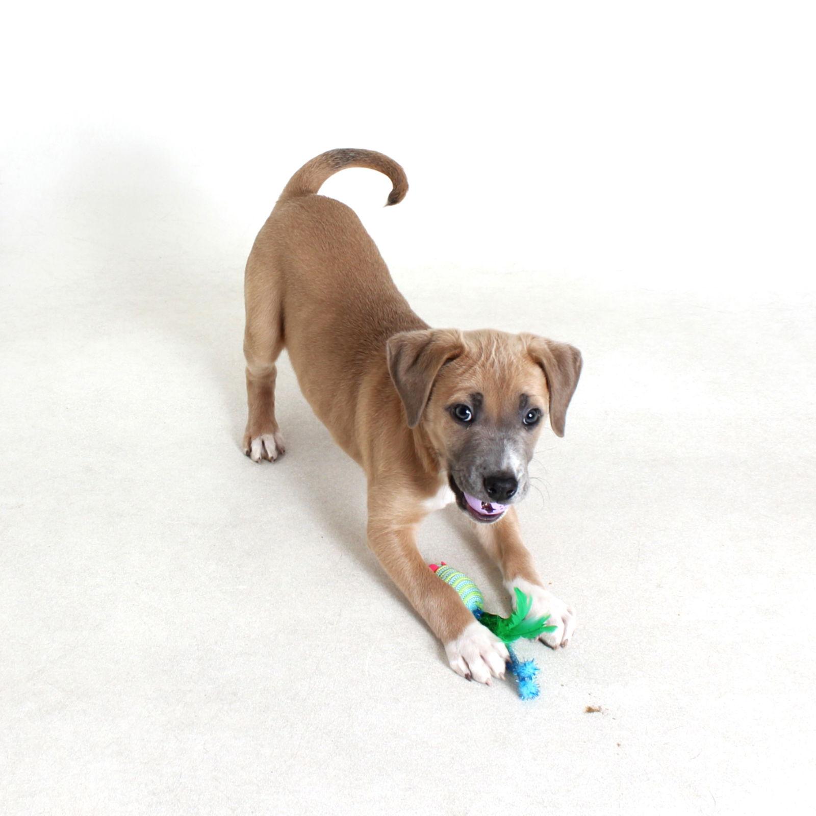 Enlarge Jasper, a Adoptable Pit Bull Terrier in Sunnyvale, CA image 1/1