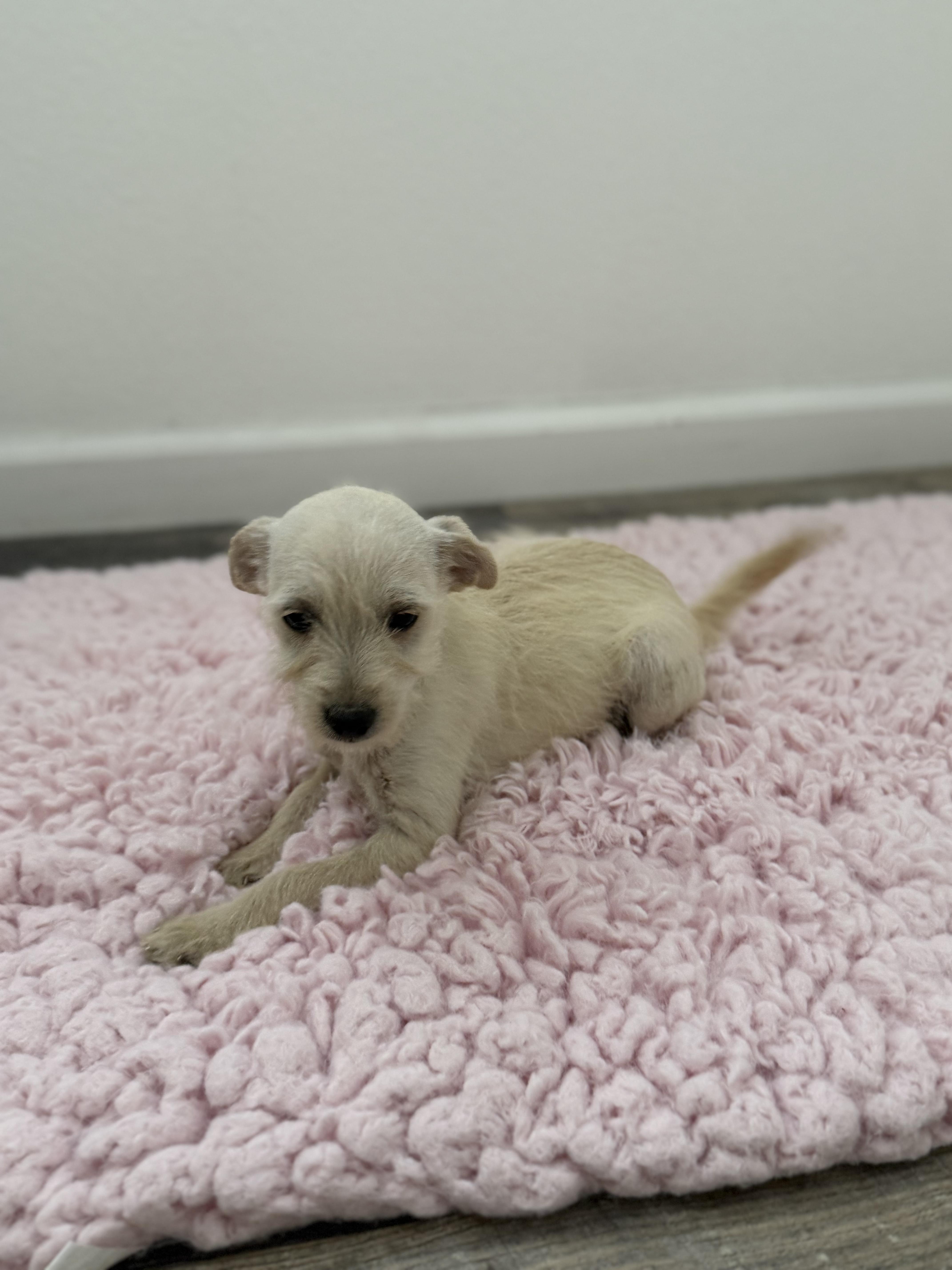 Pudge, an adopted mixed breed in Los Angeles, CA image 3/4
