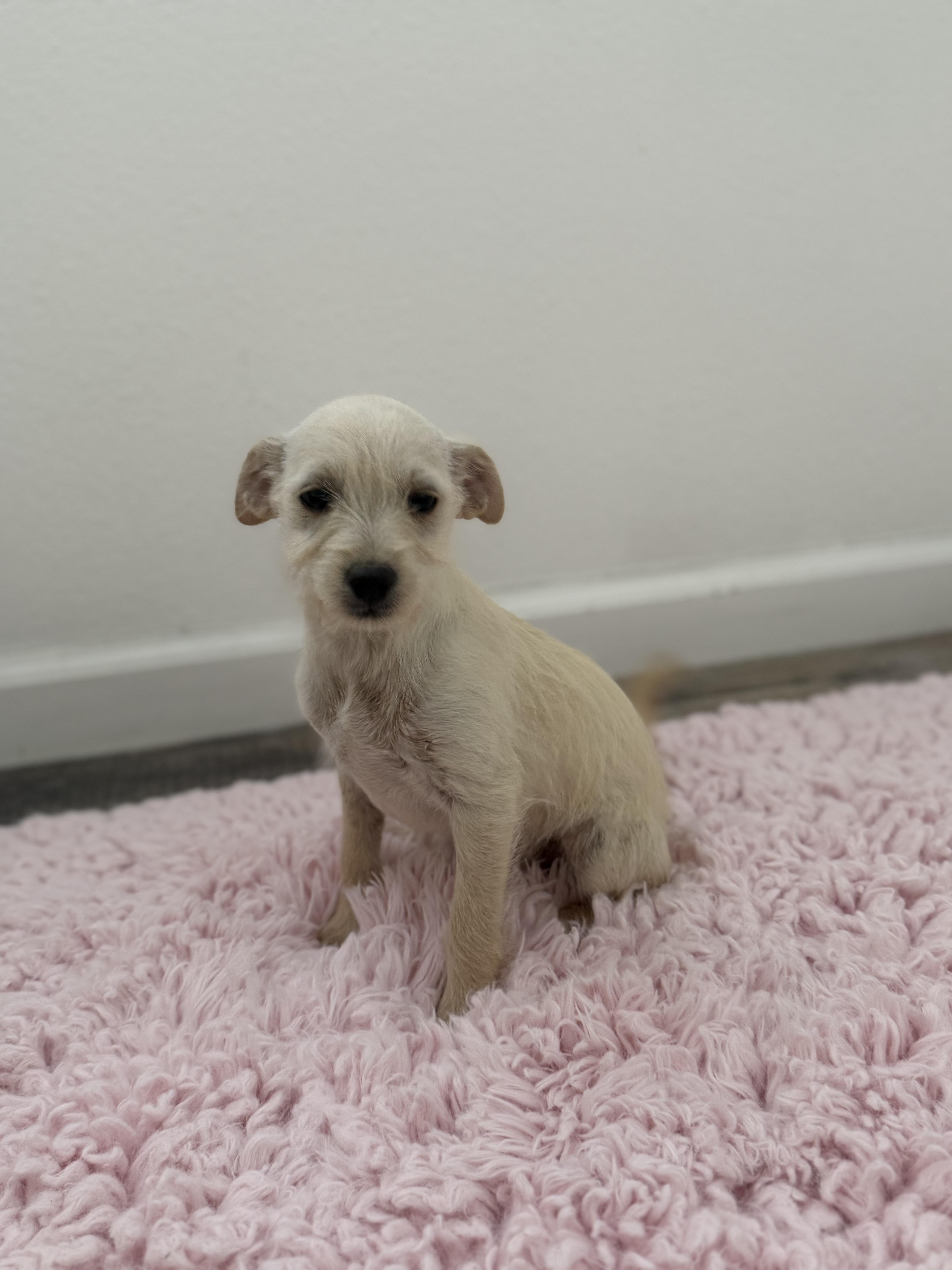 Pudge, an adopted mixed breed in Los Angeles, CA image 2/4