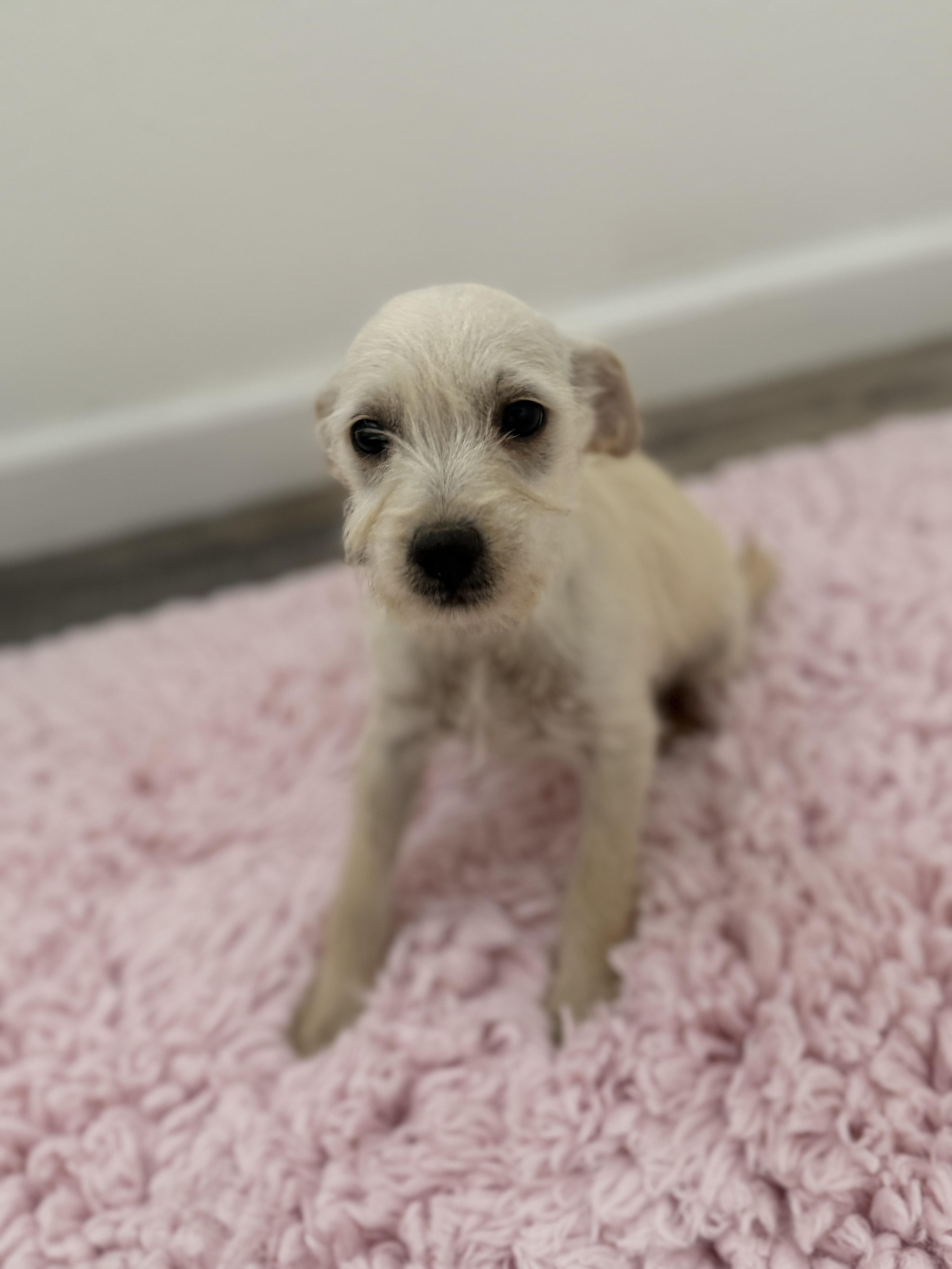 Pudge, an adopted mixed breed in Los Angeles, CA image 1/4