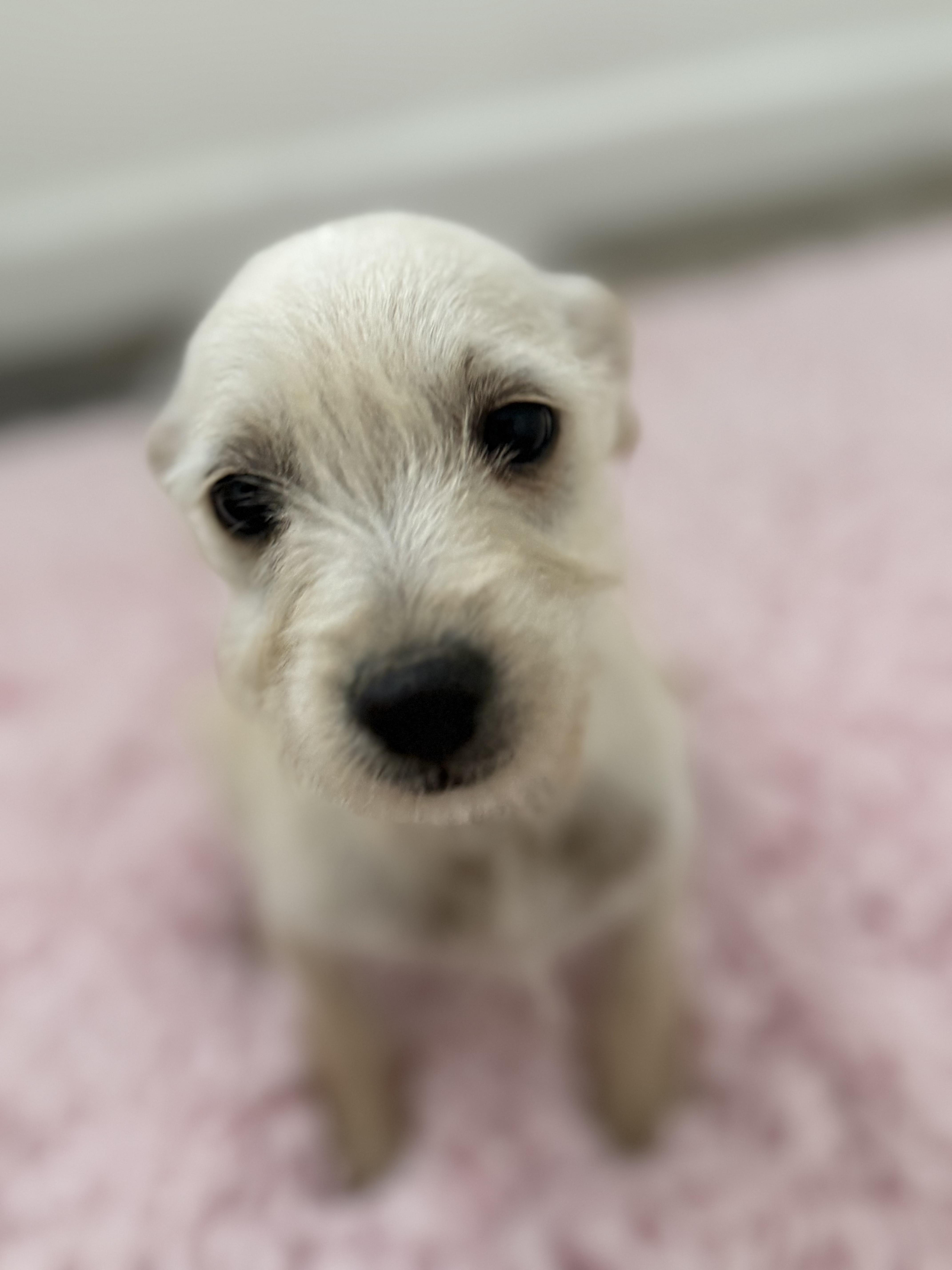 Pudge, an adopted mixed breed in Los Angeles, CA image 4/4