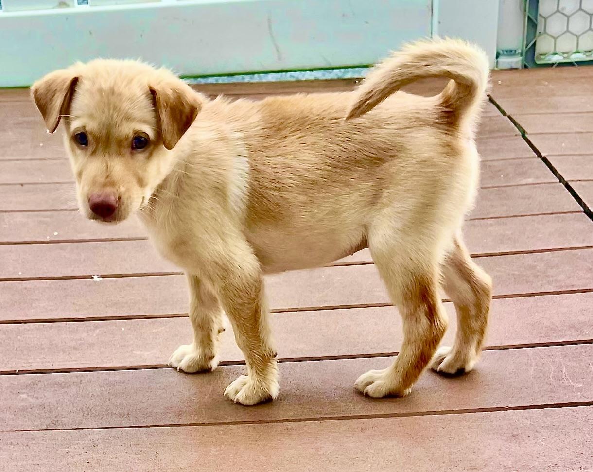 Enlarge Matthew, a ADOPTABLE Mixed Breed in Morristown, NJ image 2/2