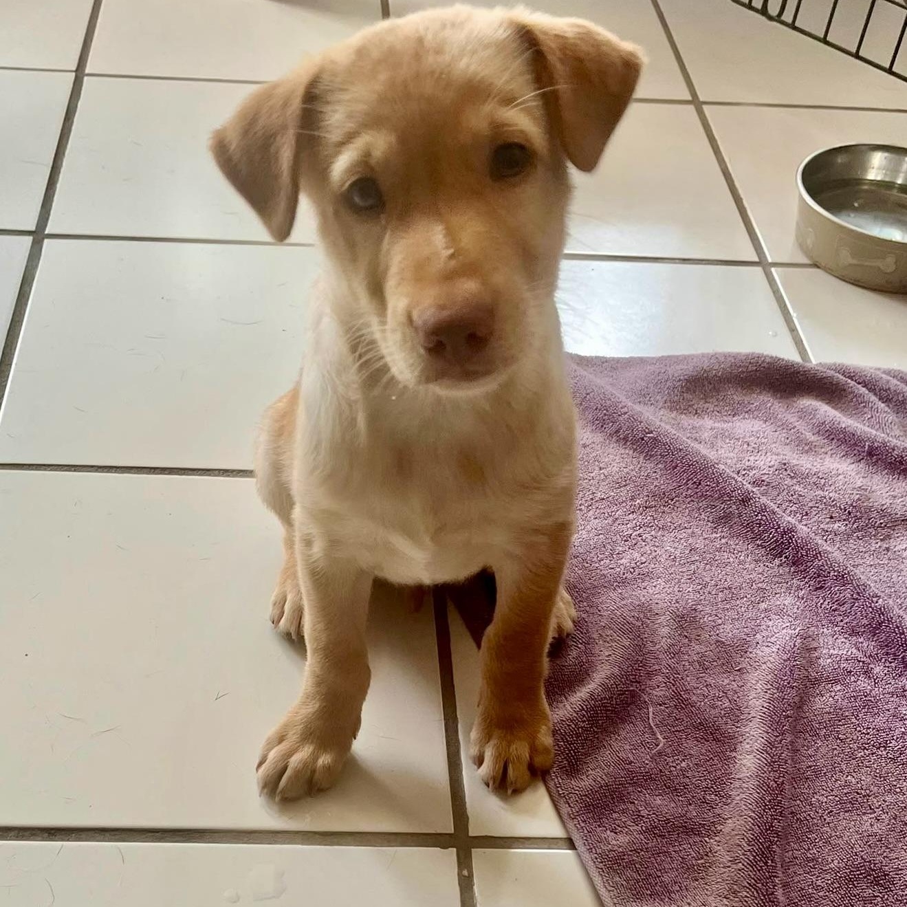 Enlarge Matthew, a ADOPTABLE Mixed Breed in Morristown, NJ image 1/2