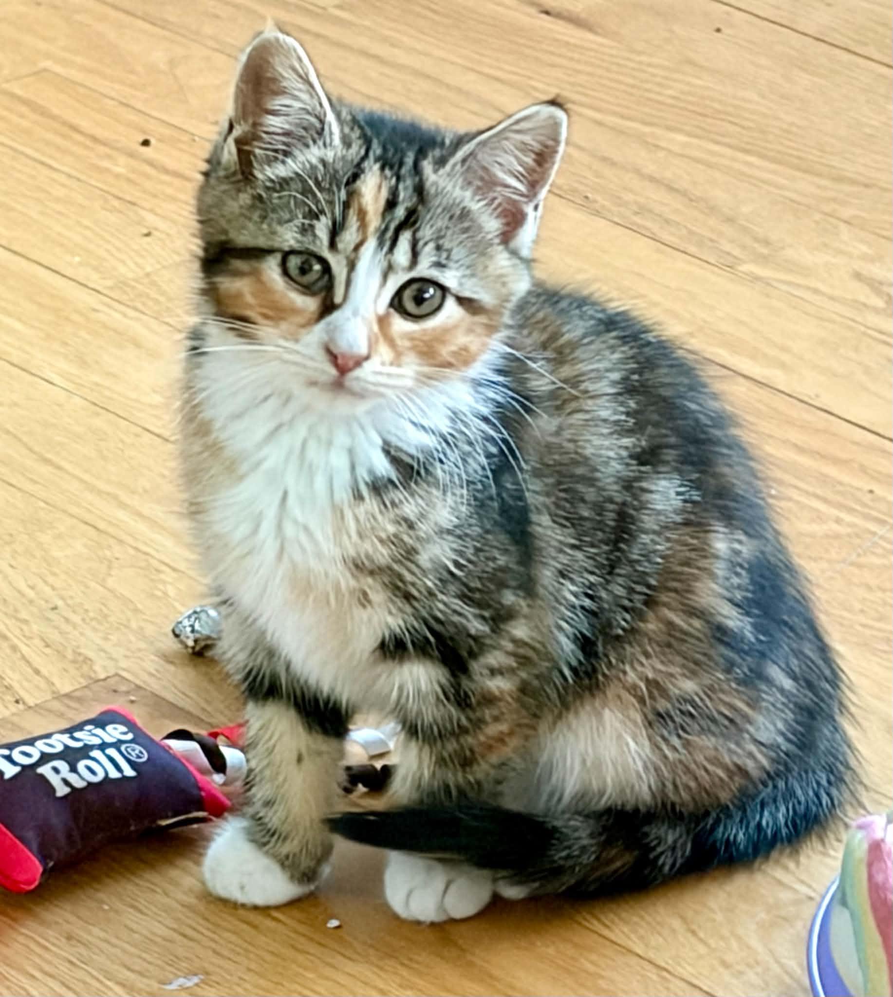 Sparrow, an adopted Domestic Short Hair in Warren, NJ image 1/2