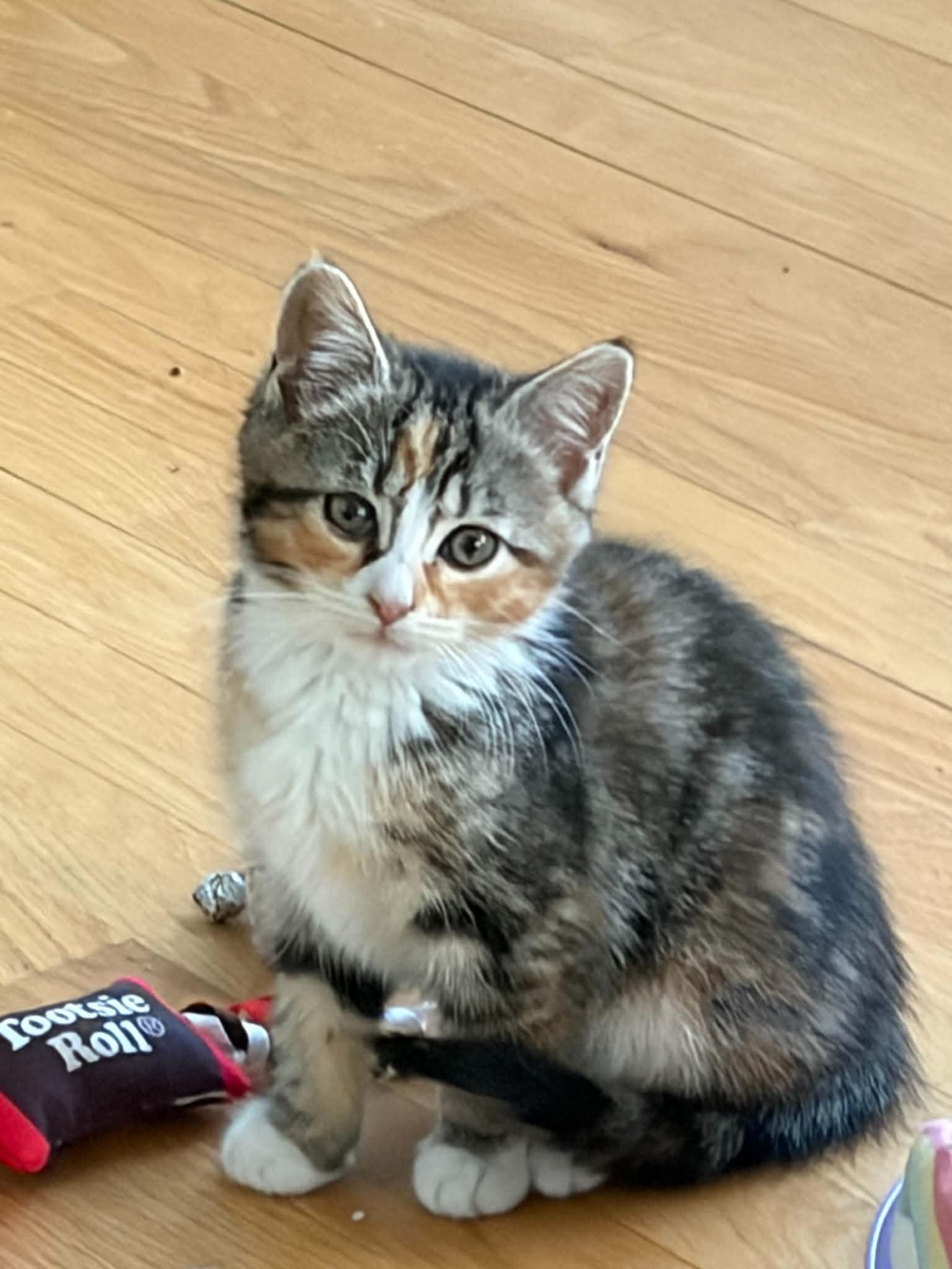 Sparrow, an adopted Domestic Short Hair in Warren, NJ image 2/2