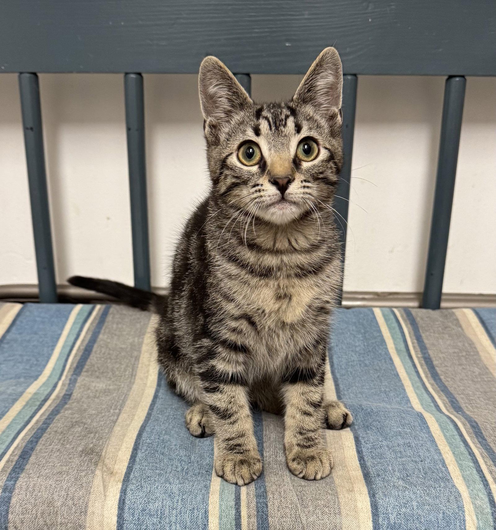 Frankie, Adopted, Young Male Domestic Short Hair.