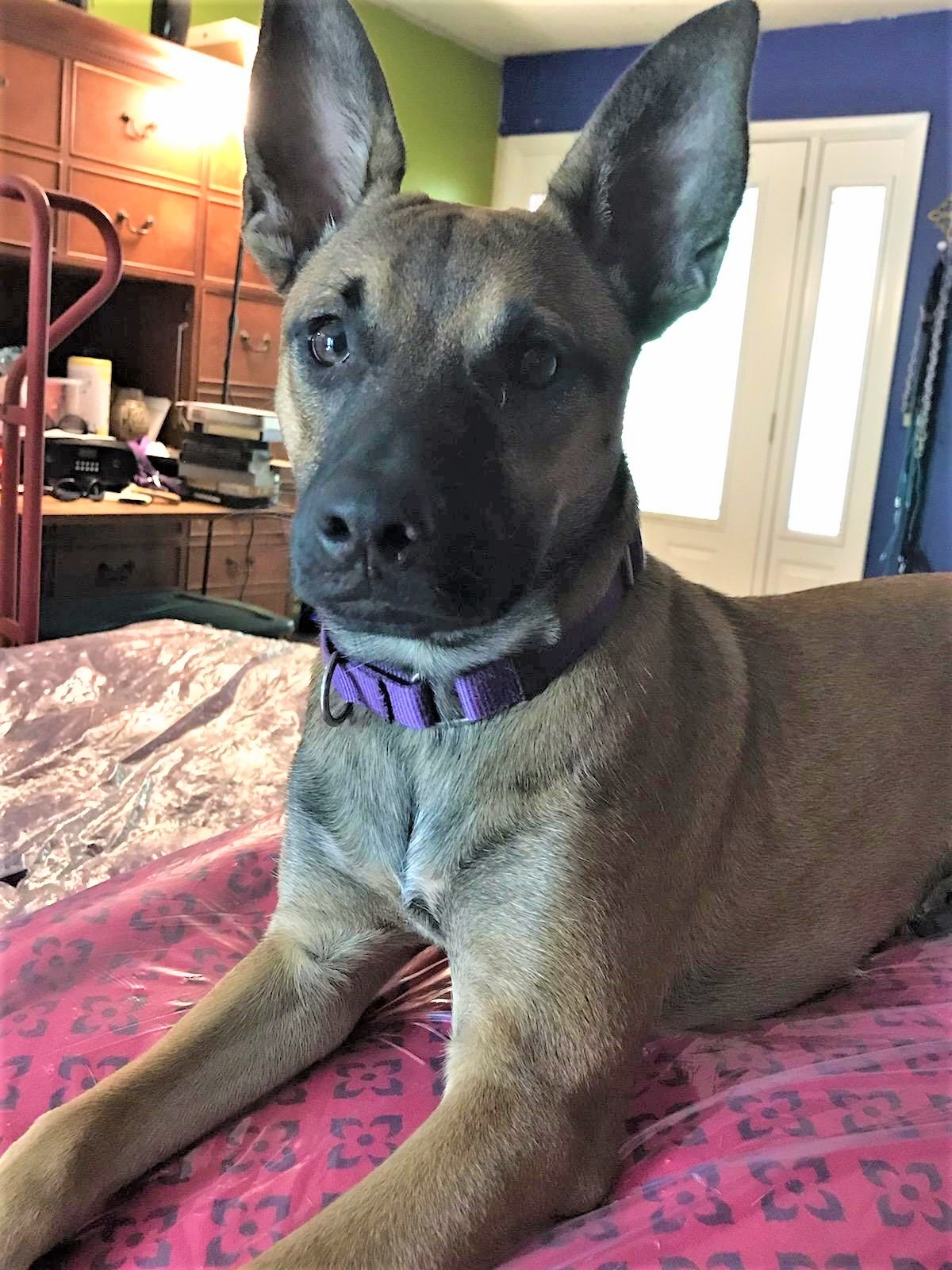 Coffee, Adult Female Belgian Shepherd / Malinois
