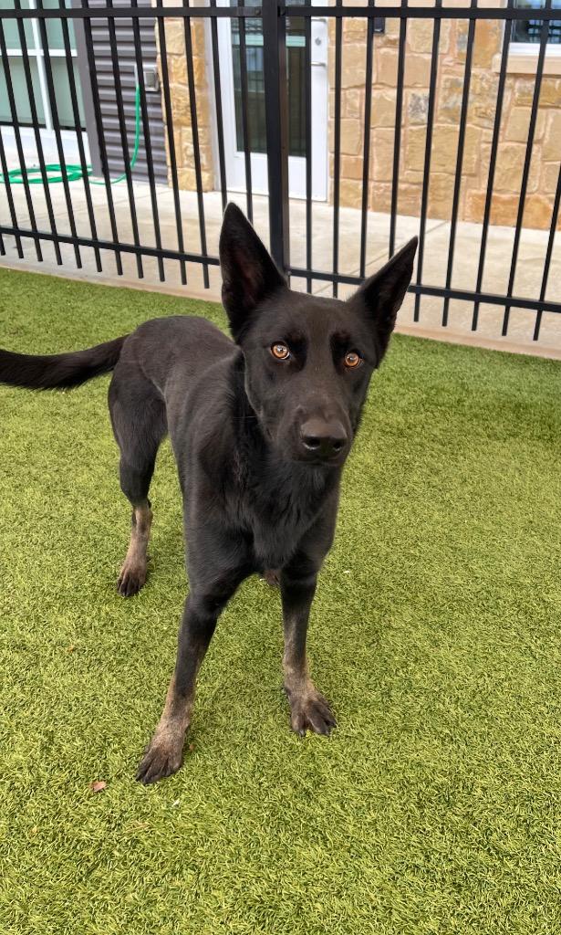 Enlarge Shelby, a Adoptable mixed breed in Seguin, TX image 1/2