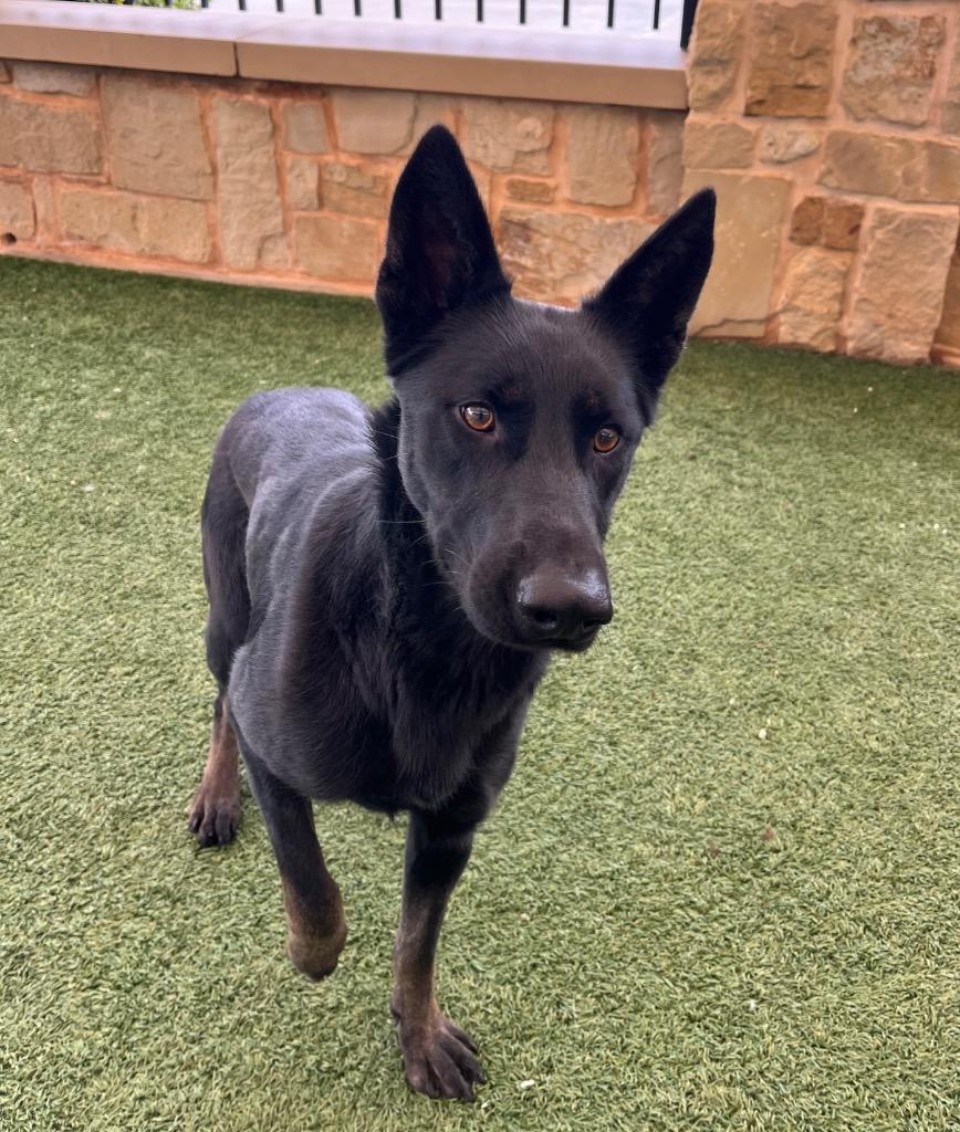 Enlarge Shelby, a Adoptable mixed breed in Seguin, TX image 2/2