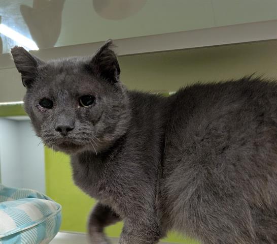 Enlarge RUSTY, a Adoptable Domestic Medium Hair in San Martin, CA image 1/1