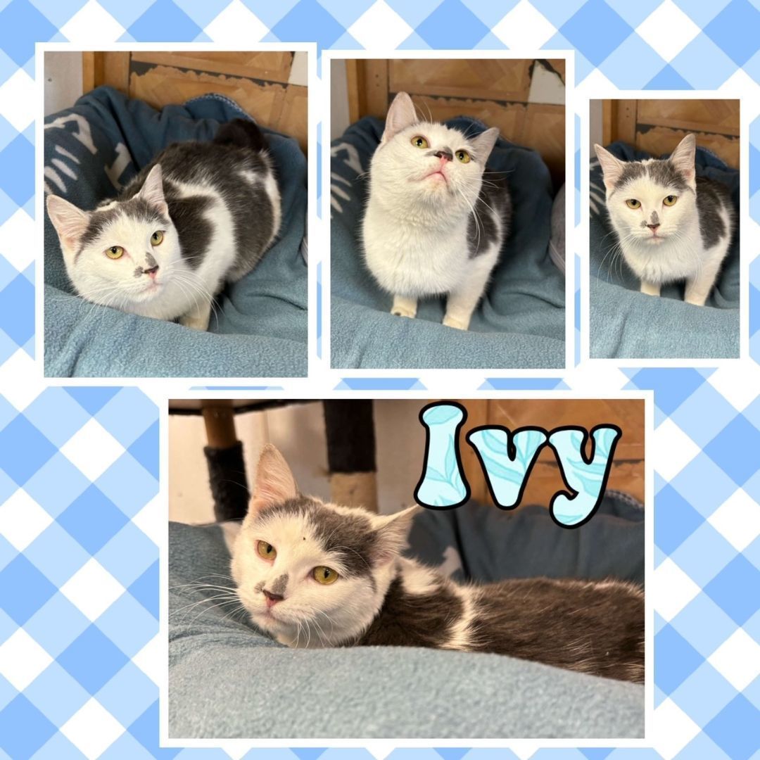 Ivy 2