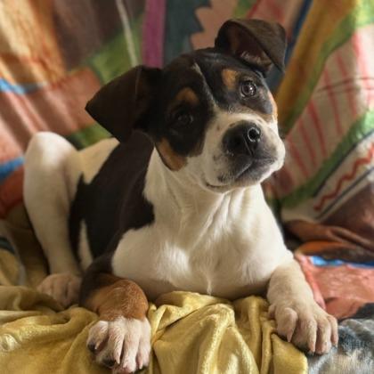 Gator, adopted, Puppy Male Mixed Breed & Mixed Breed.