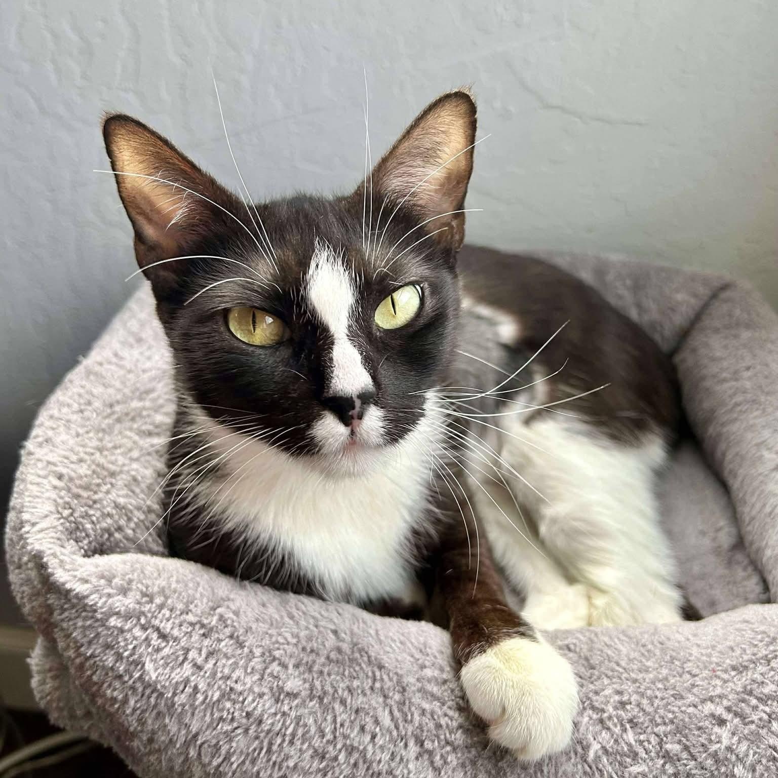 Enlarge Athena, a ADOPTABLE Domestic Short Hair in Concord, CA image 2/3