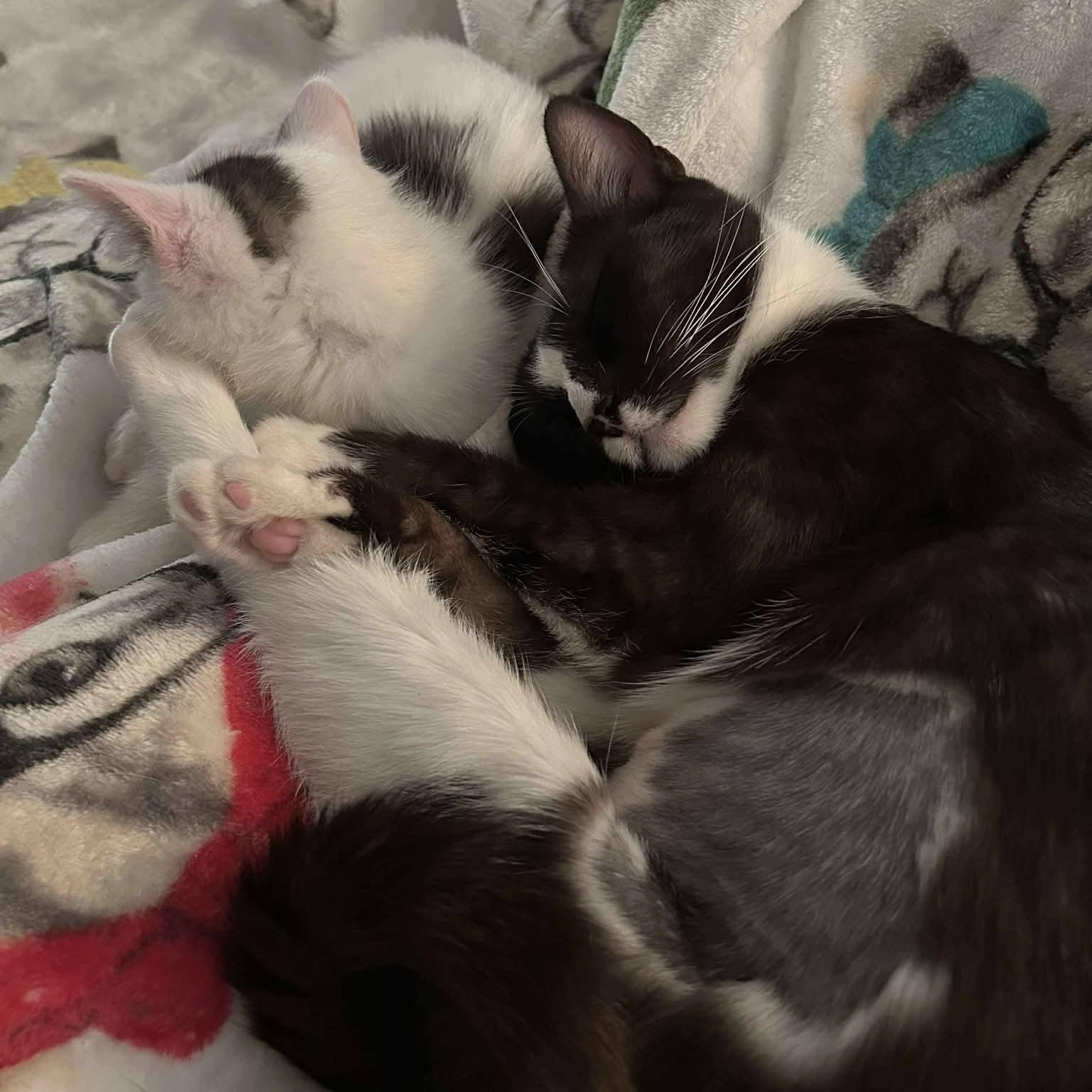 Enlarge Athena, a ADOPTABLE Domestic Short Hair in Concord, CA image 3/3