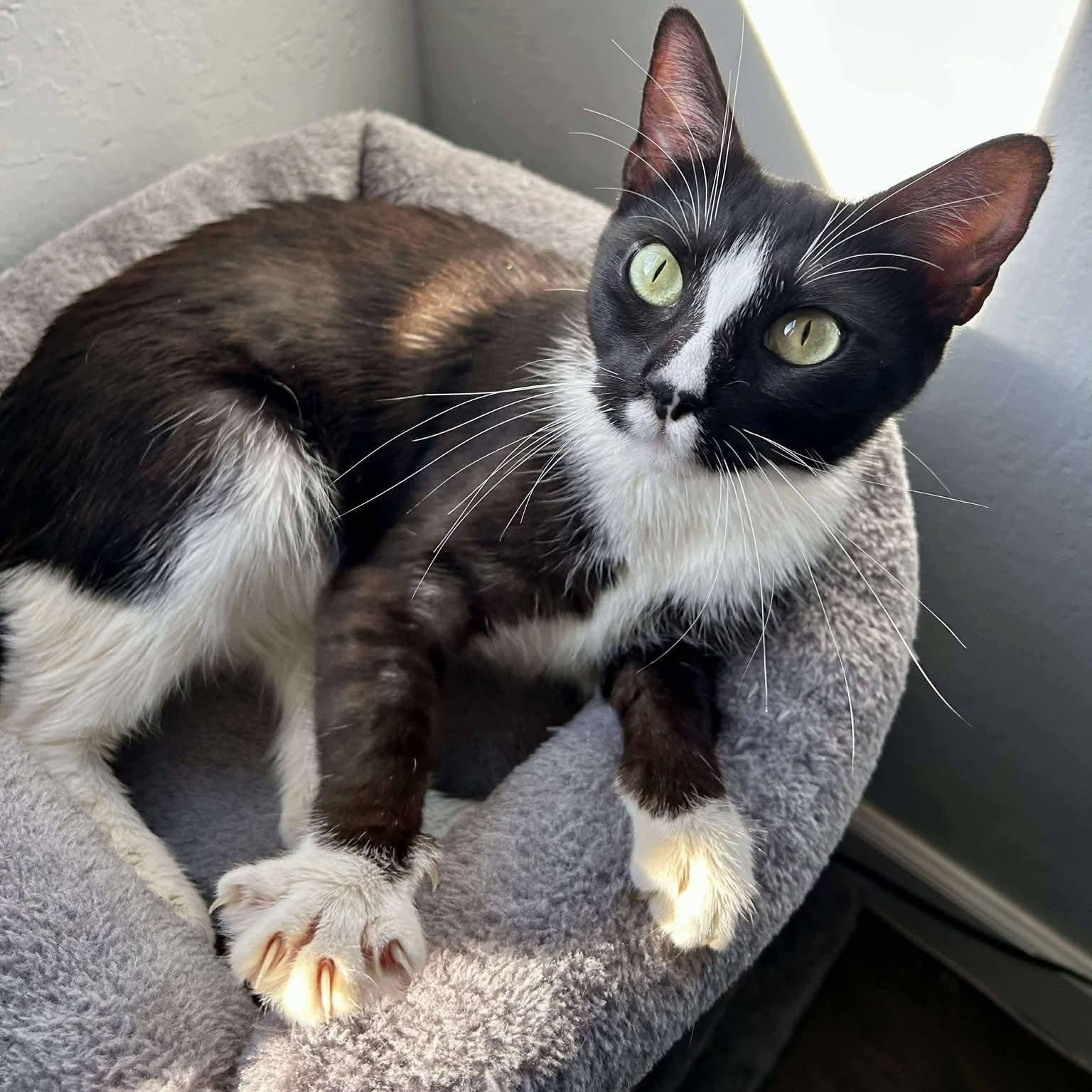 Enlarge Athena, a ADOPTABLE Domestic Short Hair in Concord, CA image 1/3