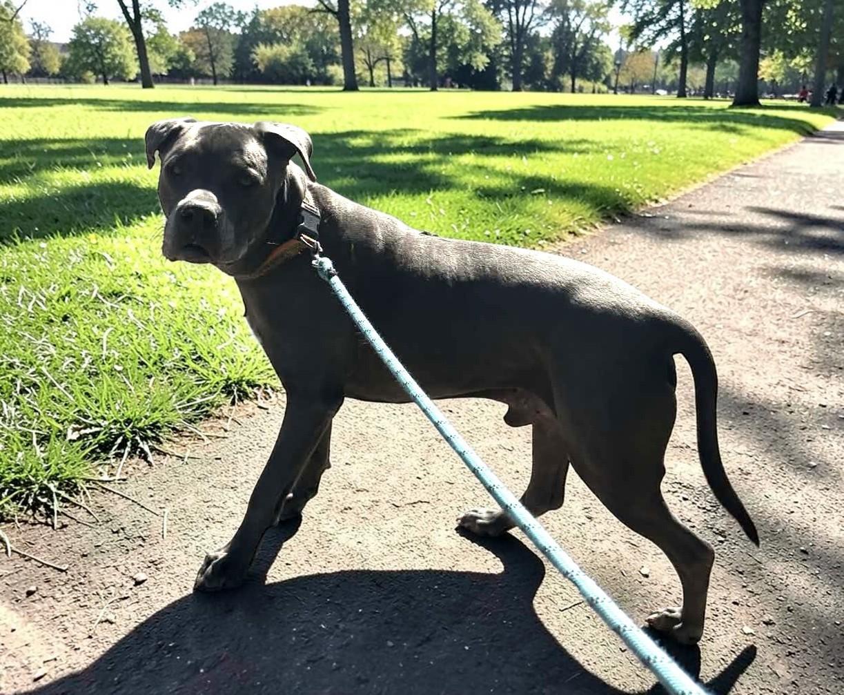 King , a ADOPTABLE Pit Bull Terrier in Newport, OR image 6/6