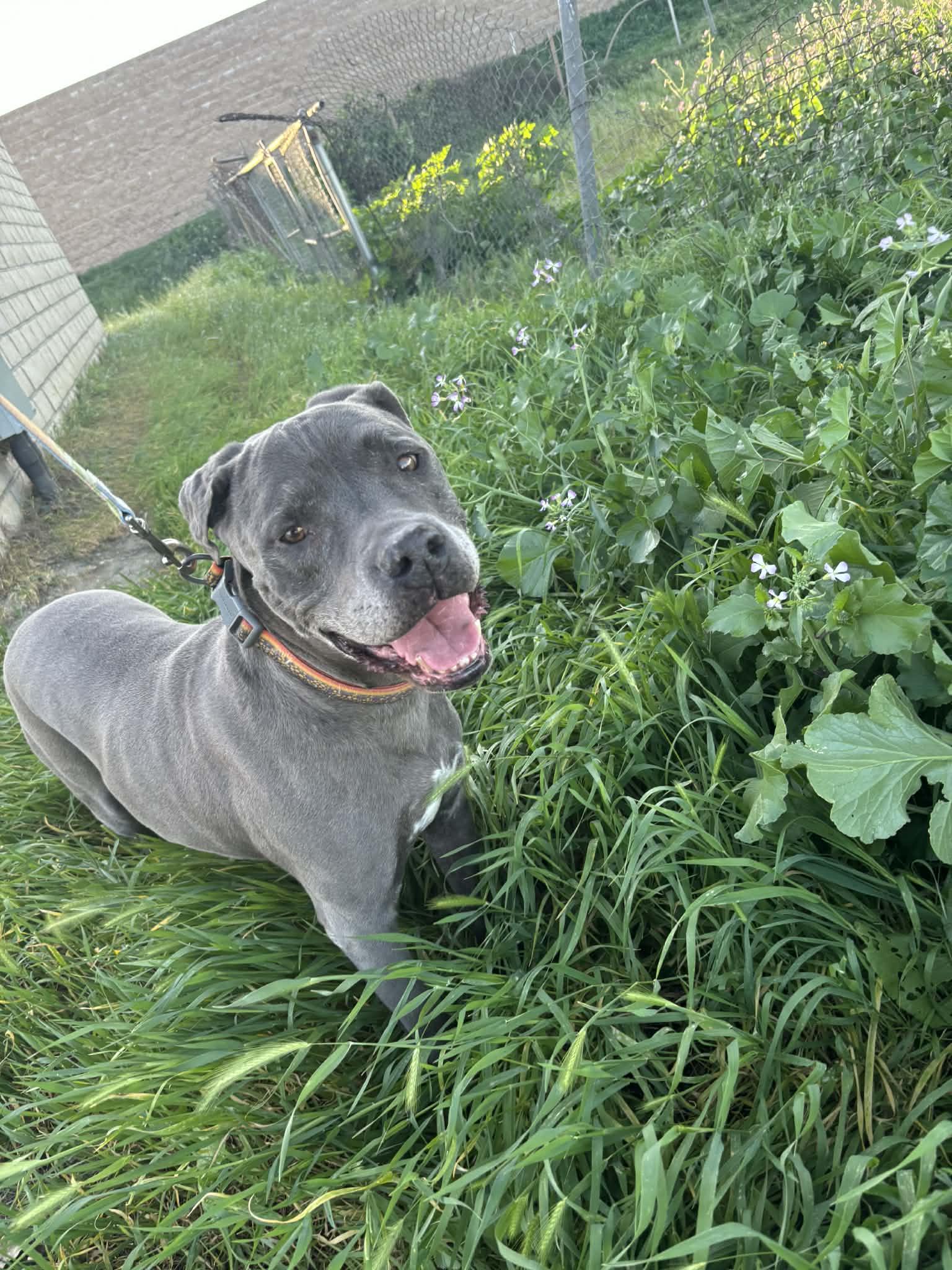 King , ADOPTABLE, Senior Male Pit Bull Terrier.